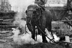 electrocuting_an_elephant_edison_film_1903